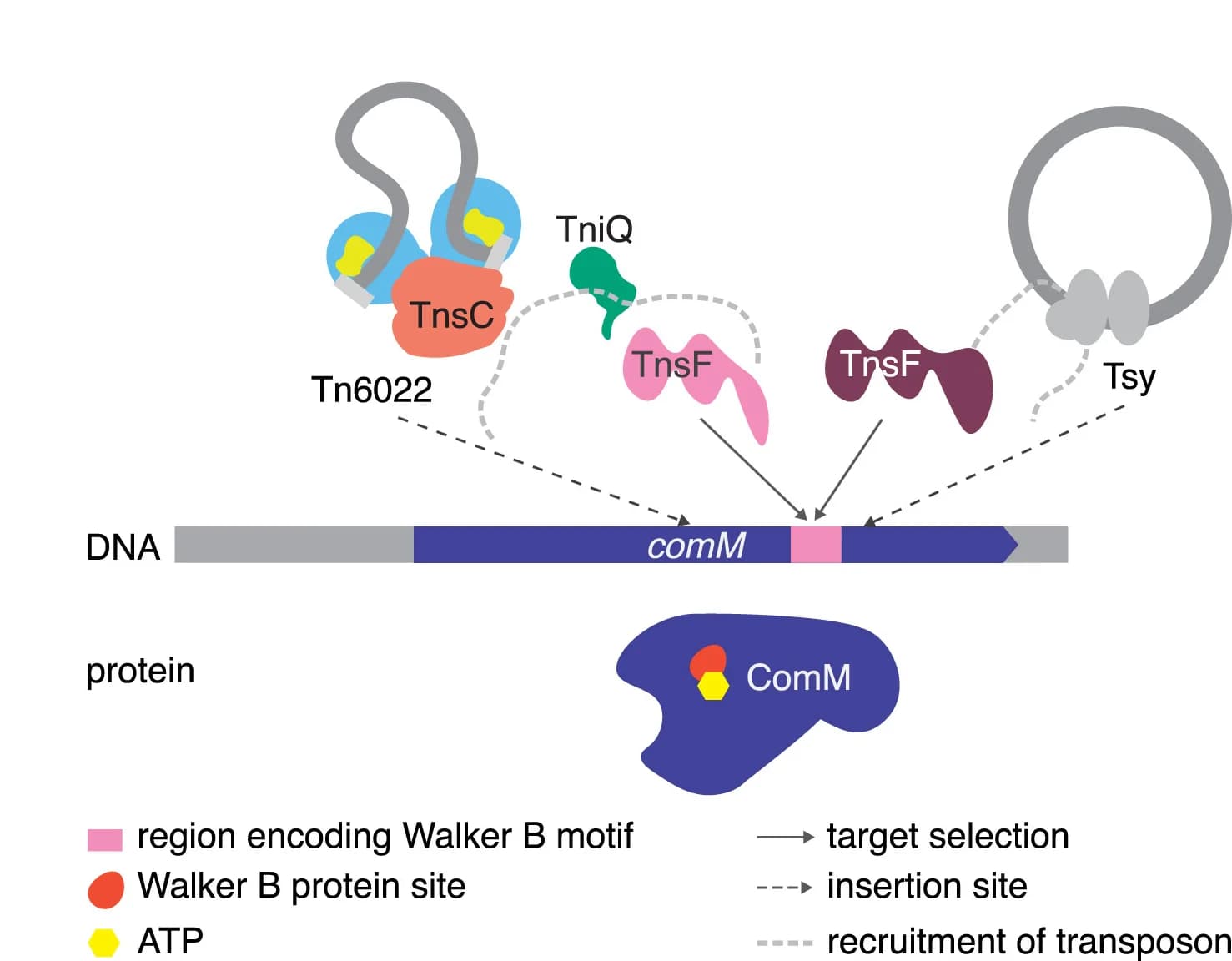 Open access visualization of Workflow, Illustration, TnsF, Target Selection, Insertions