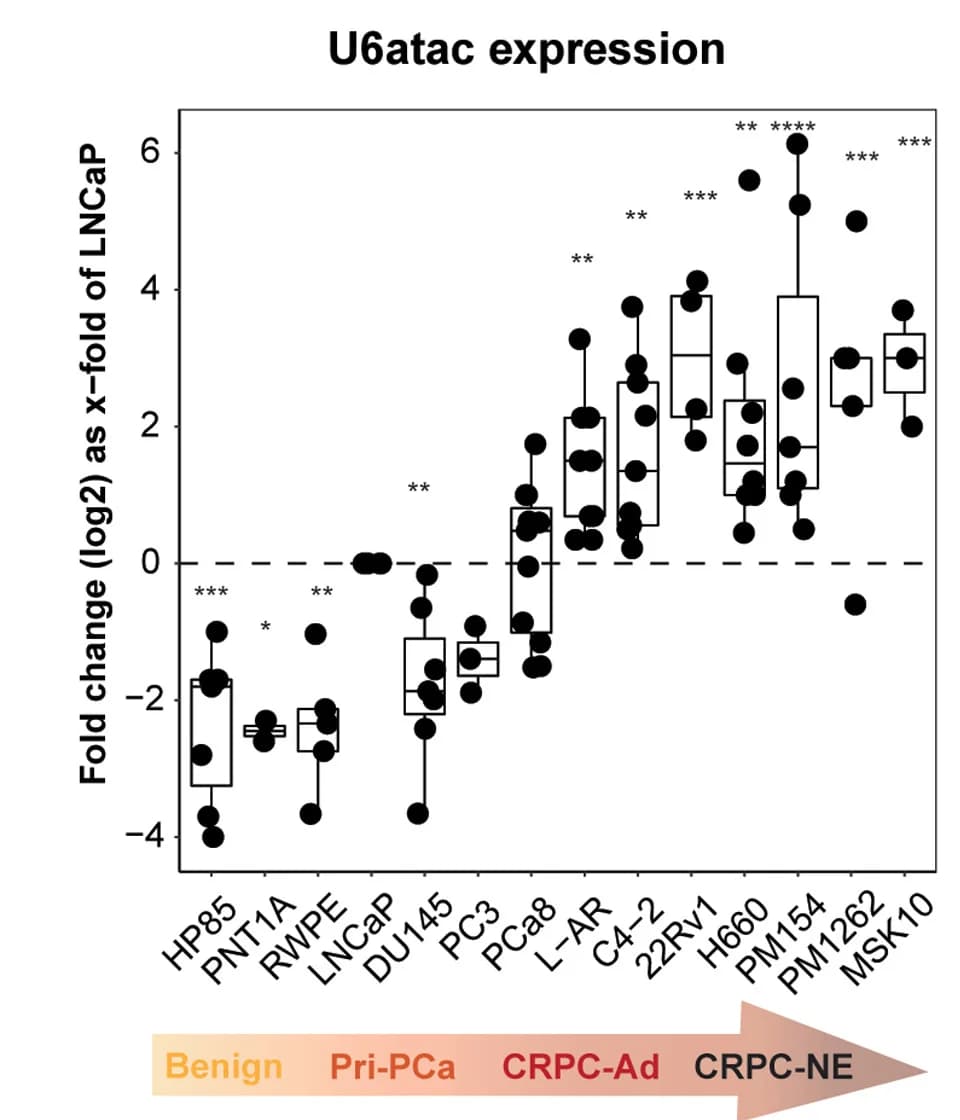Open access visualization of Box Plot, Scatter Plot, U6atac snRNA Expression, PCa Cell Lines, Box and Whisker Plots