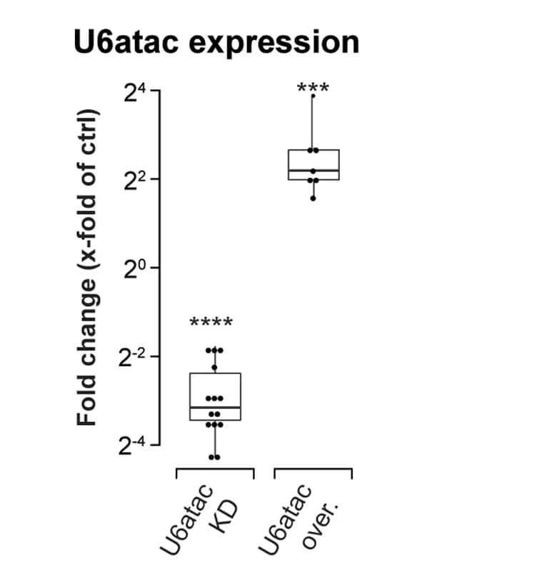 Open access visualization of Box Plot, U6atac snRNA Expression, siScrambled, GAPDH, ACTB Gene Transcription