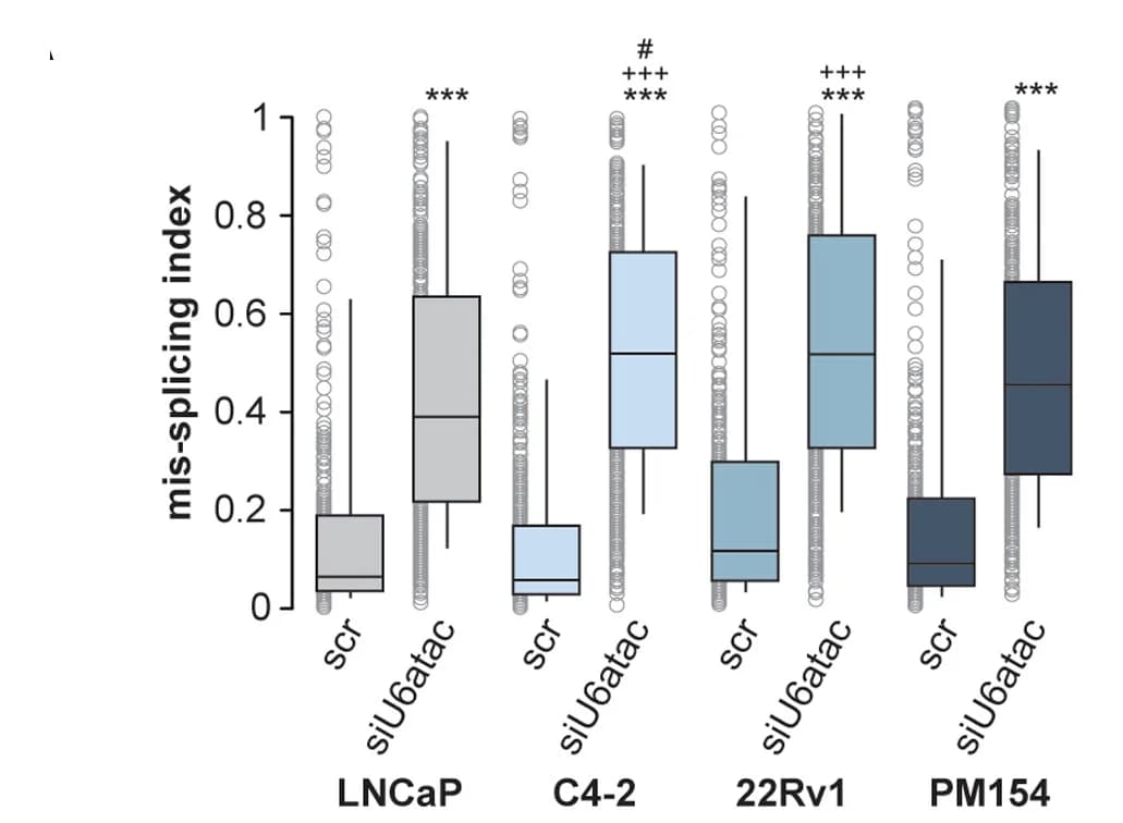 Open access visualization of Box Plot, Boxplot, Mis-splicing Index, Minor Introns, LNCaP Cell Line