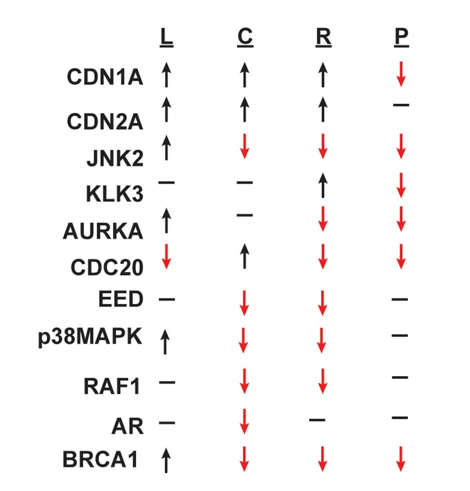 Open access visualization of Table Image, Table, Differential Expression, Proteins, siU6atac