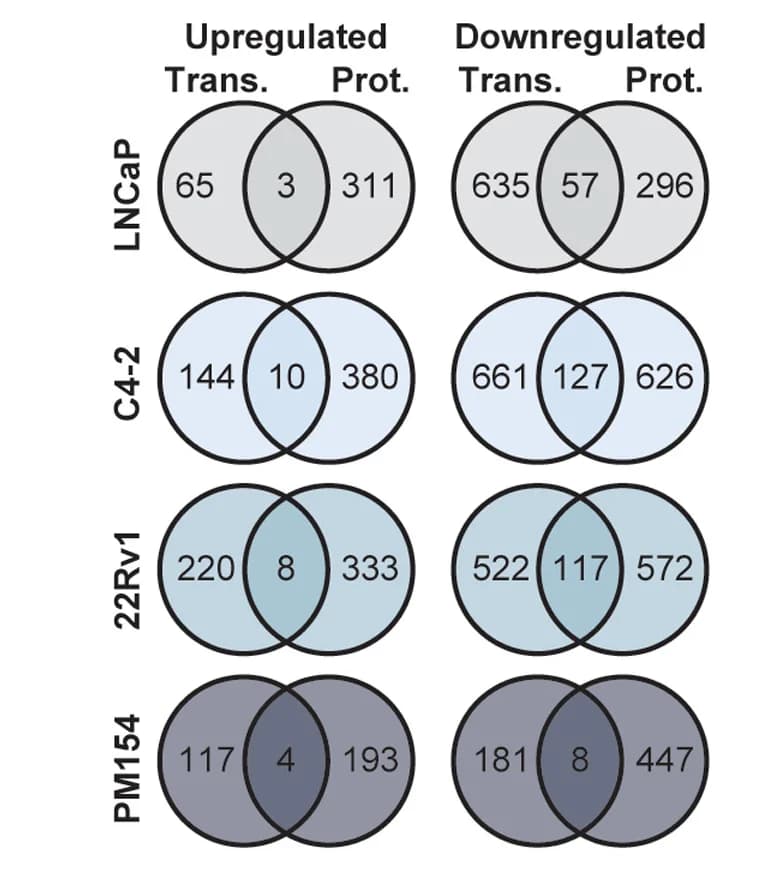Open access visualization of Venn Diagram, Venn Diagrams, Genes, Upregulation, Downregulation
