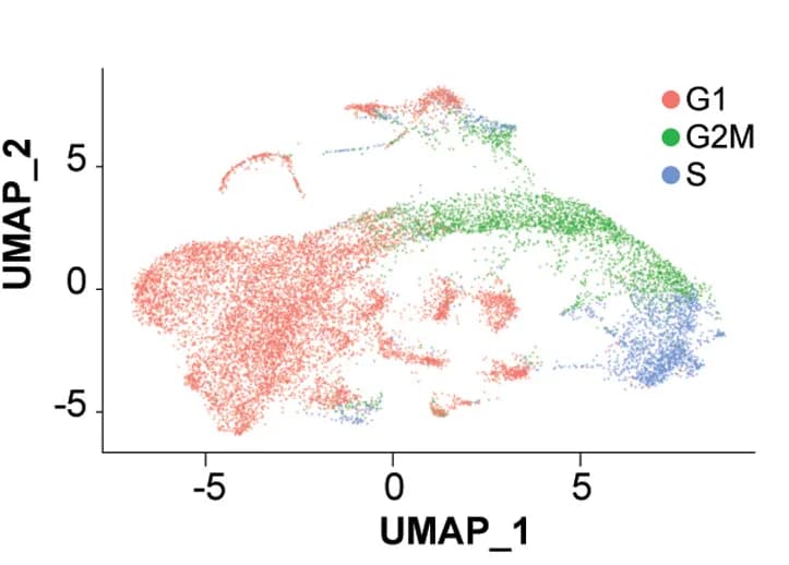 Open access visualization of Scatter Plot, UMAP, LNCaP Cell Line, Cell-Cycle Phase, Cells