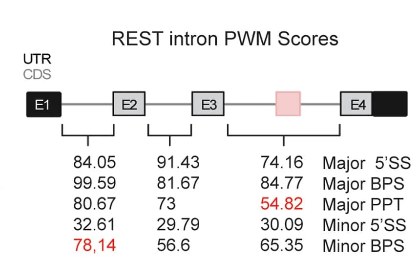 Open access visualization of Illustration, PMW Score, Intron Consensus Sequences, REST Gene, 5' Splice Site