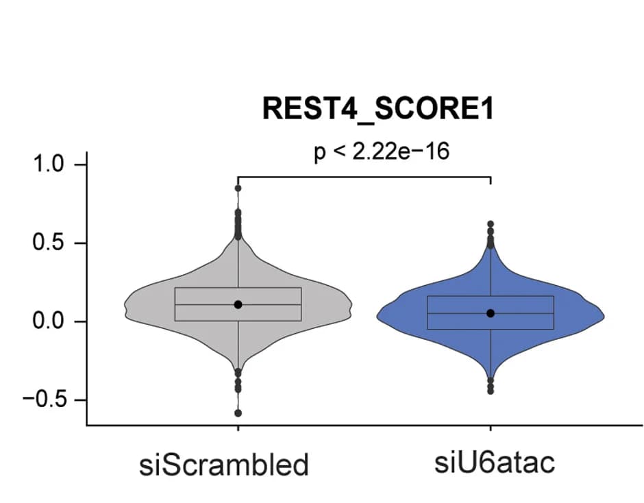 Open access visualization of Violin Plot, Box Plot, Raincloud Plot, REST4 Score, siScrambled