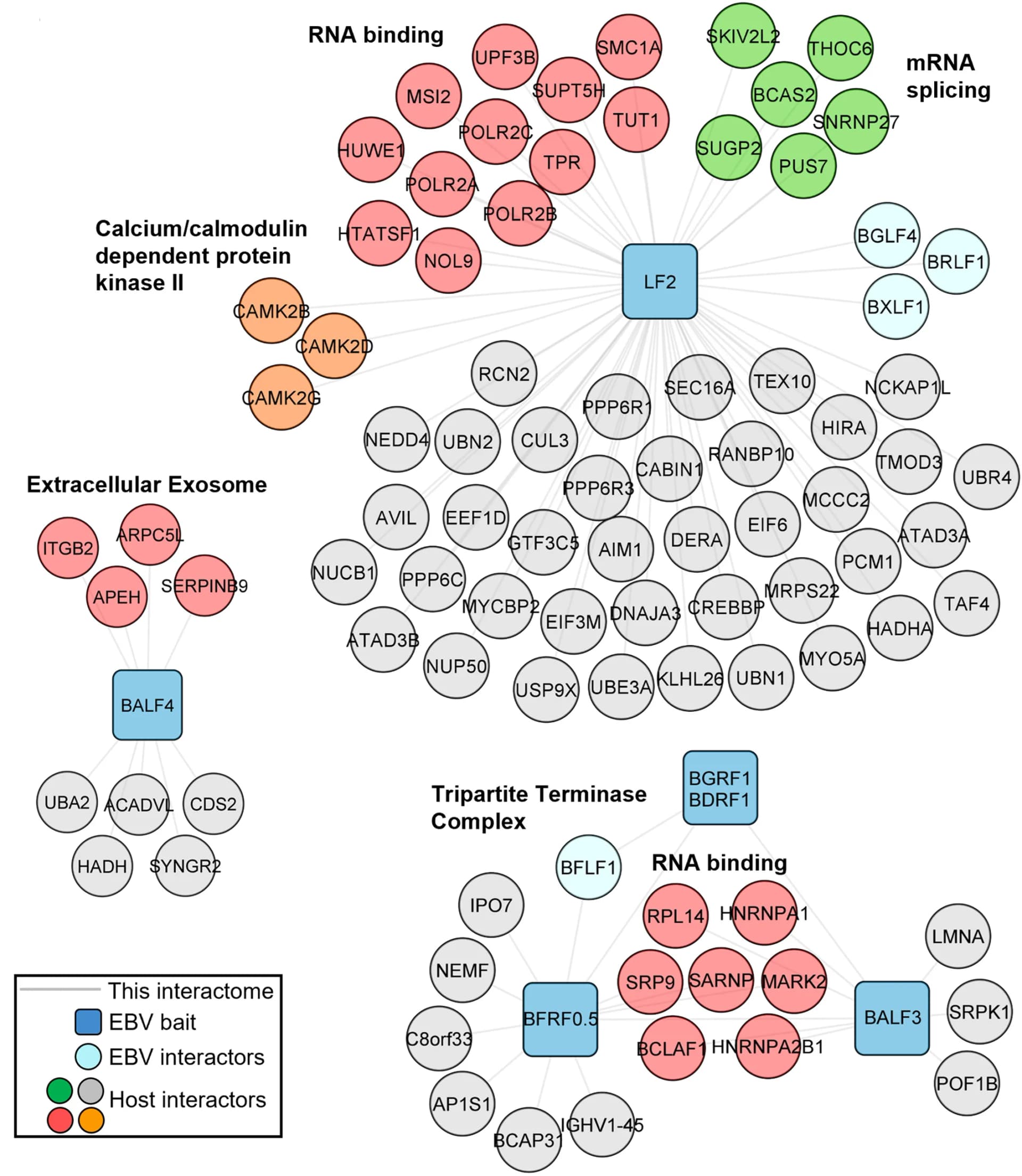 Open access visualization of Network, Pathway, DAVID, Pathways, Proteins