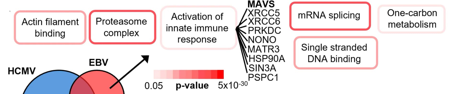 Open access visualization of Venn Diagram, EBV, HCMV, KSHV, HCIPs