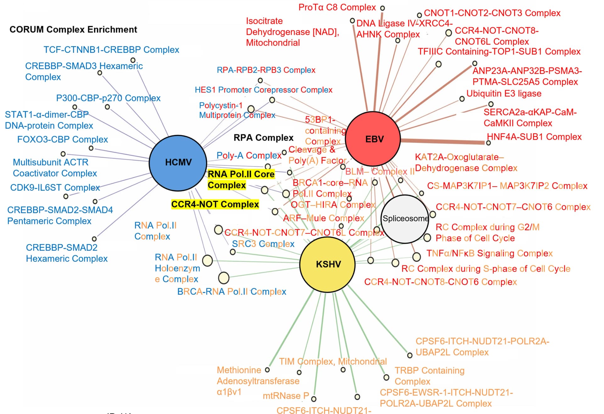 Open access visualization of Network, Pathway, CORUM database, Protein complexes, Herpesvirus