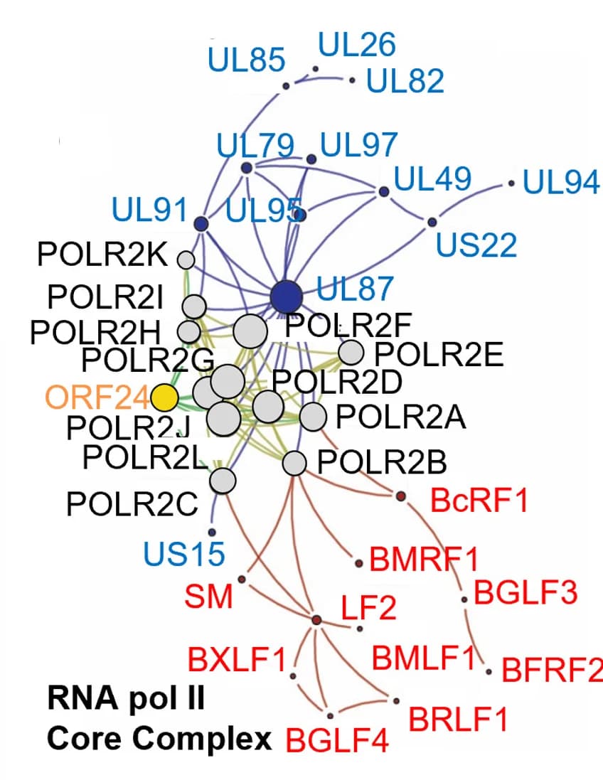 Open access visualization of Network, Pathway, Interaction network, CORUM CCR4-NOT, Viral protein
