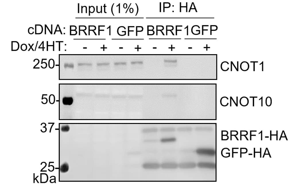 Open access visualization of Gel, Immunoblot, P3HR-1, BRRF1, GFP