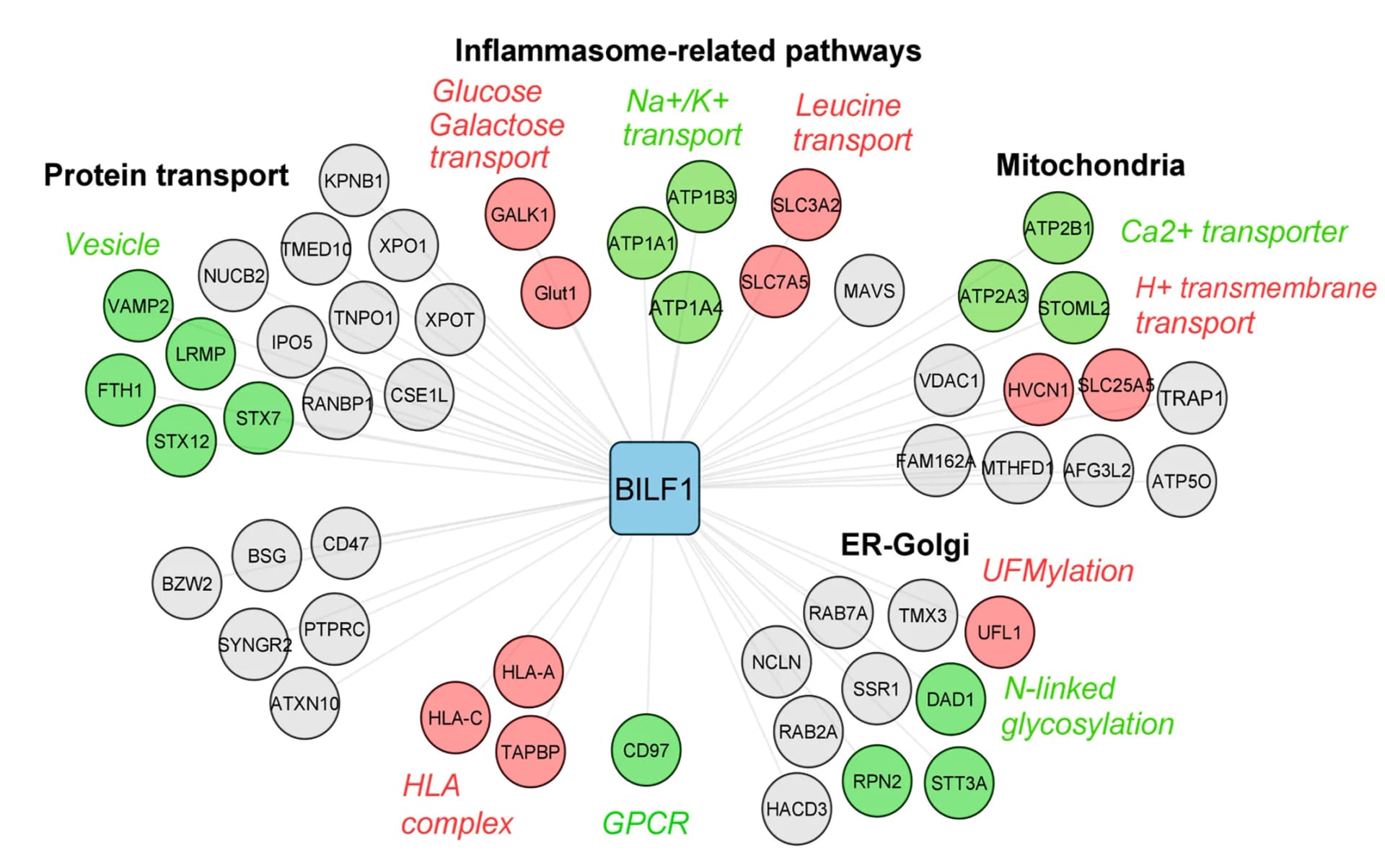 Open access visualization of Pathway, Network, Cytoscape, BILF1, Interaction Network
