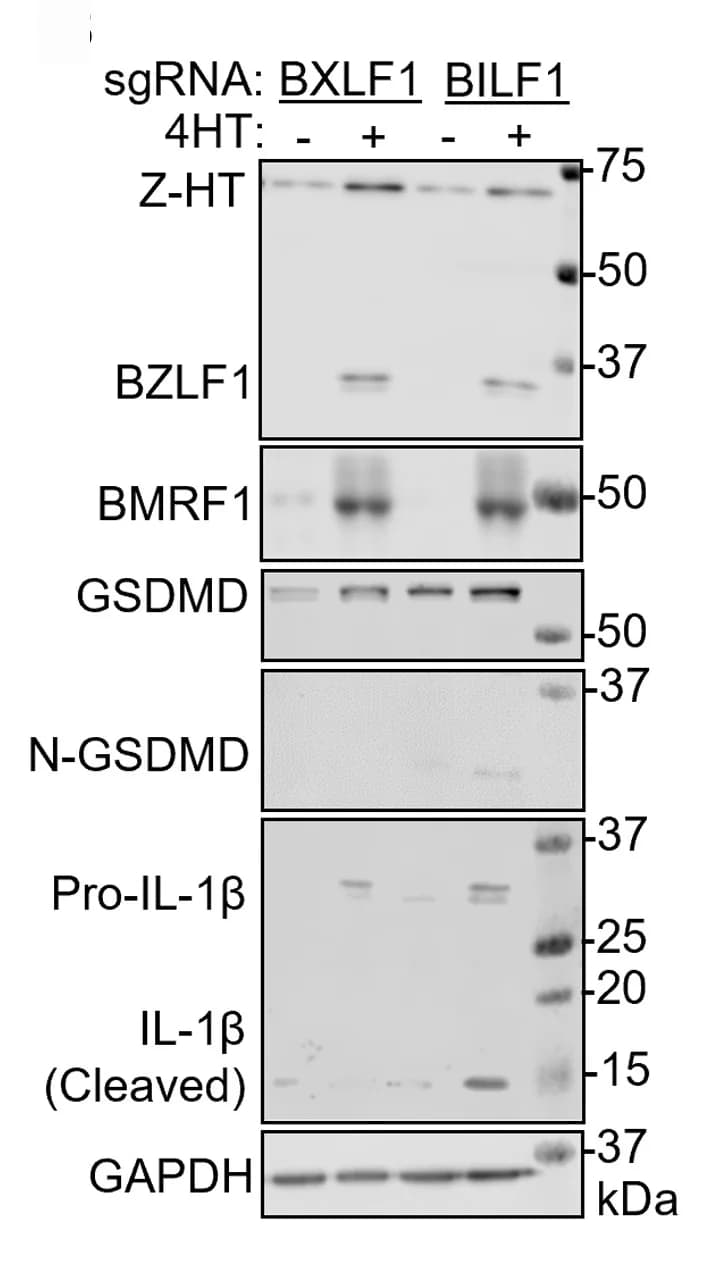 Open access visualization of Gel, Immunoblot, WCL, P3HR-1, sgRNA