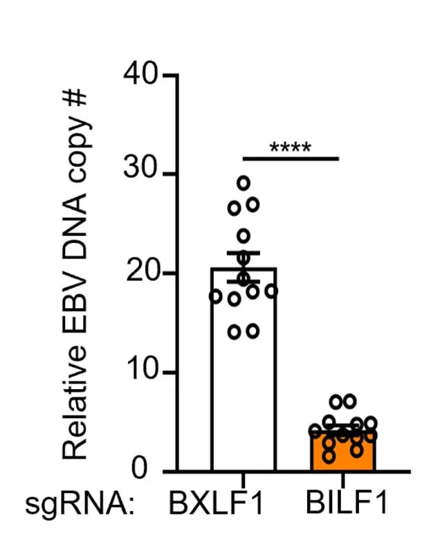 Open access visualization of Bar Plot, Scatter Plot, Error Bars, qRT-PCR, EBV
