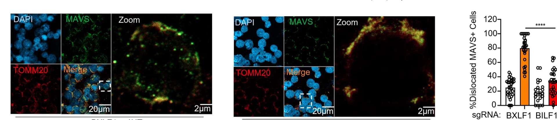 Open access visualization of Microscopy, Bar Plot, Scatter Plot, Immunofluorescence Analysis, MAVS