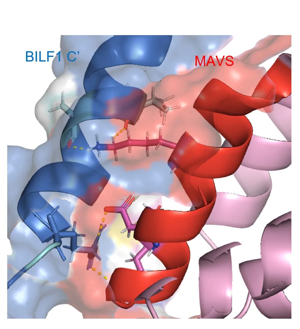 Open access visualization of Protein Structure, Chemical Structure, AlphaFold, Multimer Model, BILF1