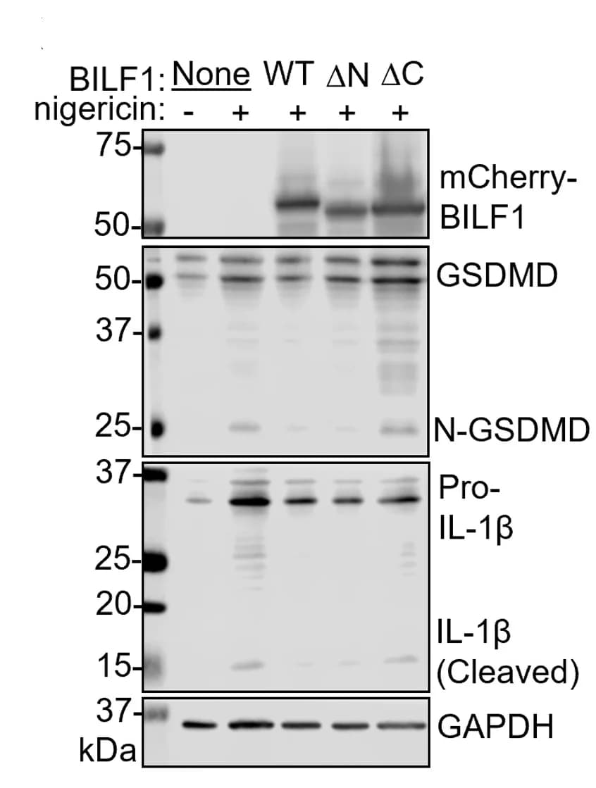 Open access visualization of Gel, Immunoblot, WCL, 293T, BILF1