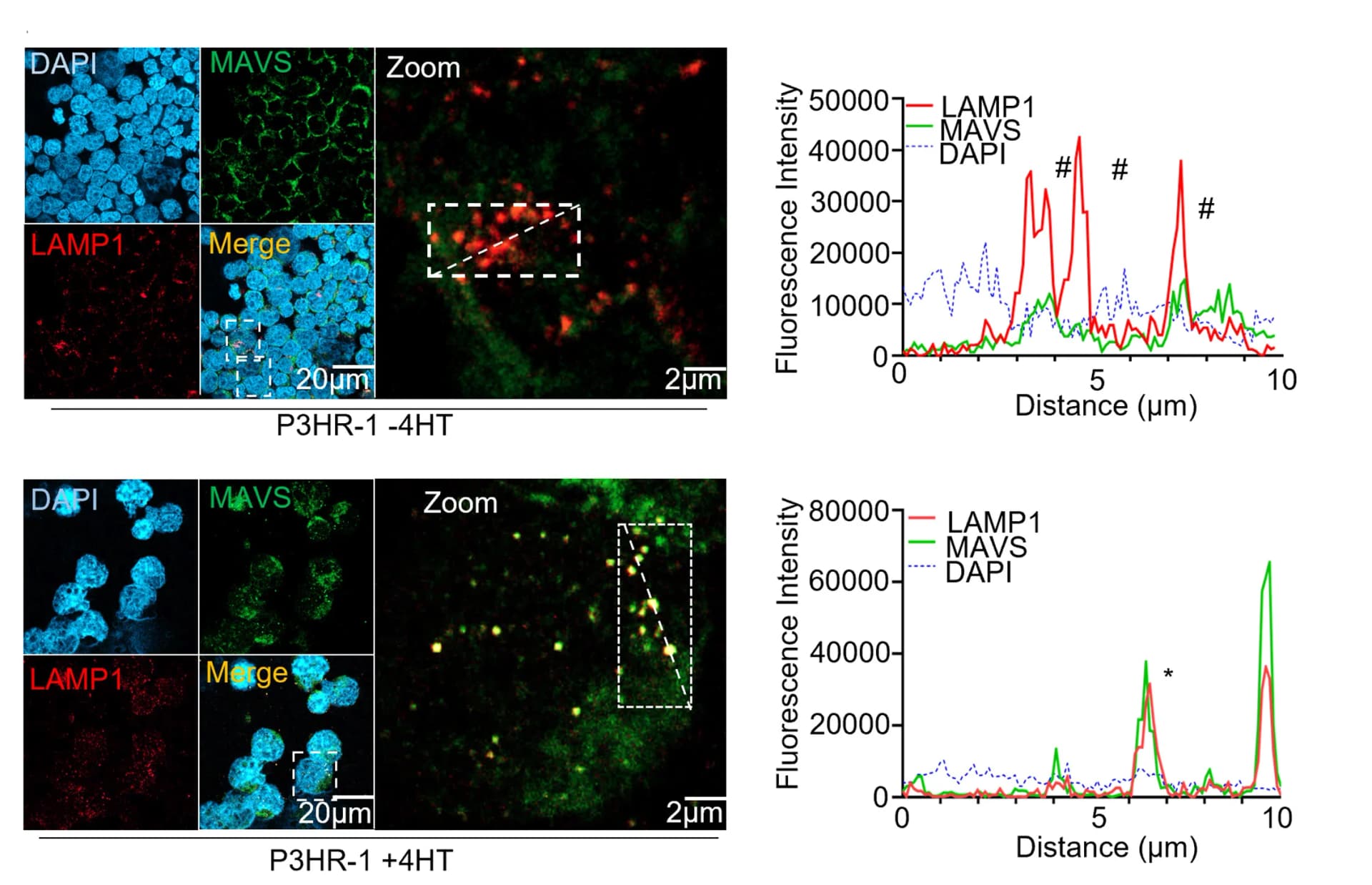 Open access visualization of Line Plot, Microscopy, Immunofluorescence analysis, MAVS, LAMP1