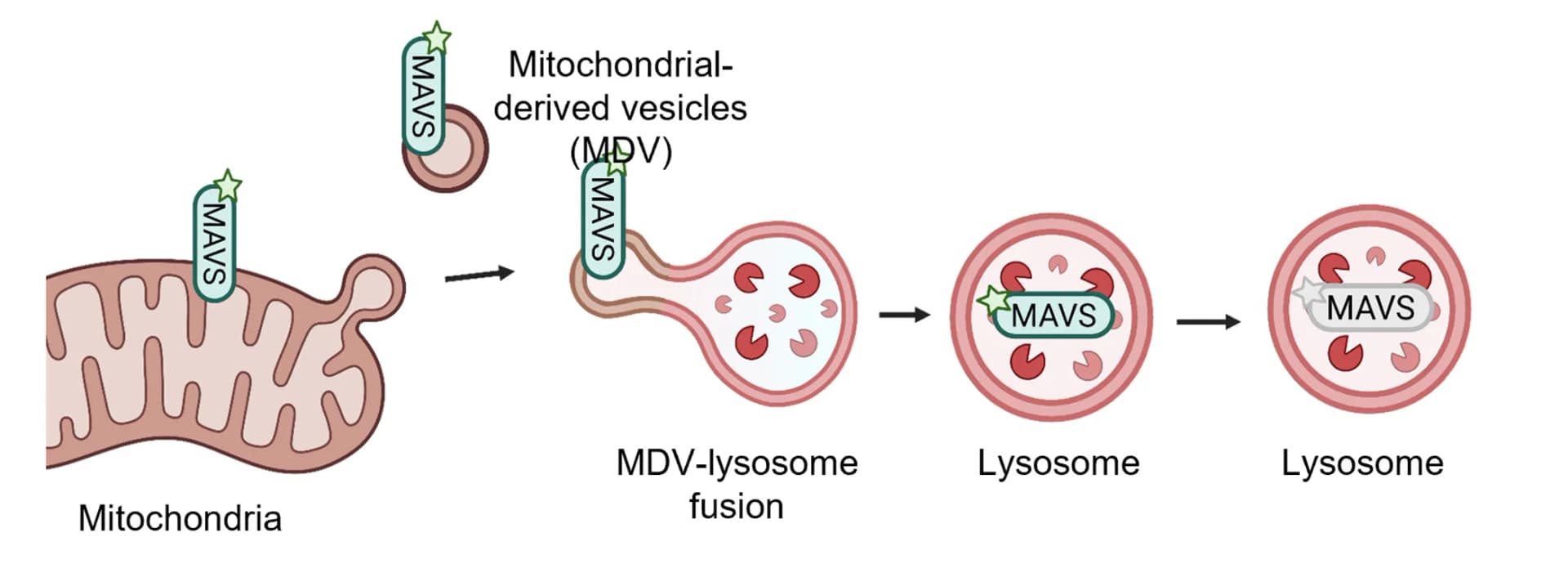 Open access visualization of Workflow, Illustration, Schematic illustration, UFMylation, MAVS