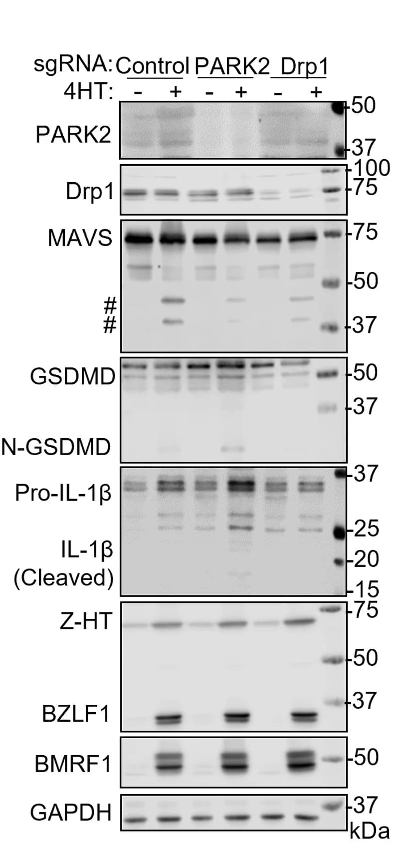 Open access visualization of Gel, Immunoblot, WCL, P3HR-1, sgRNA