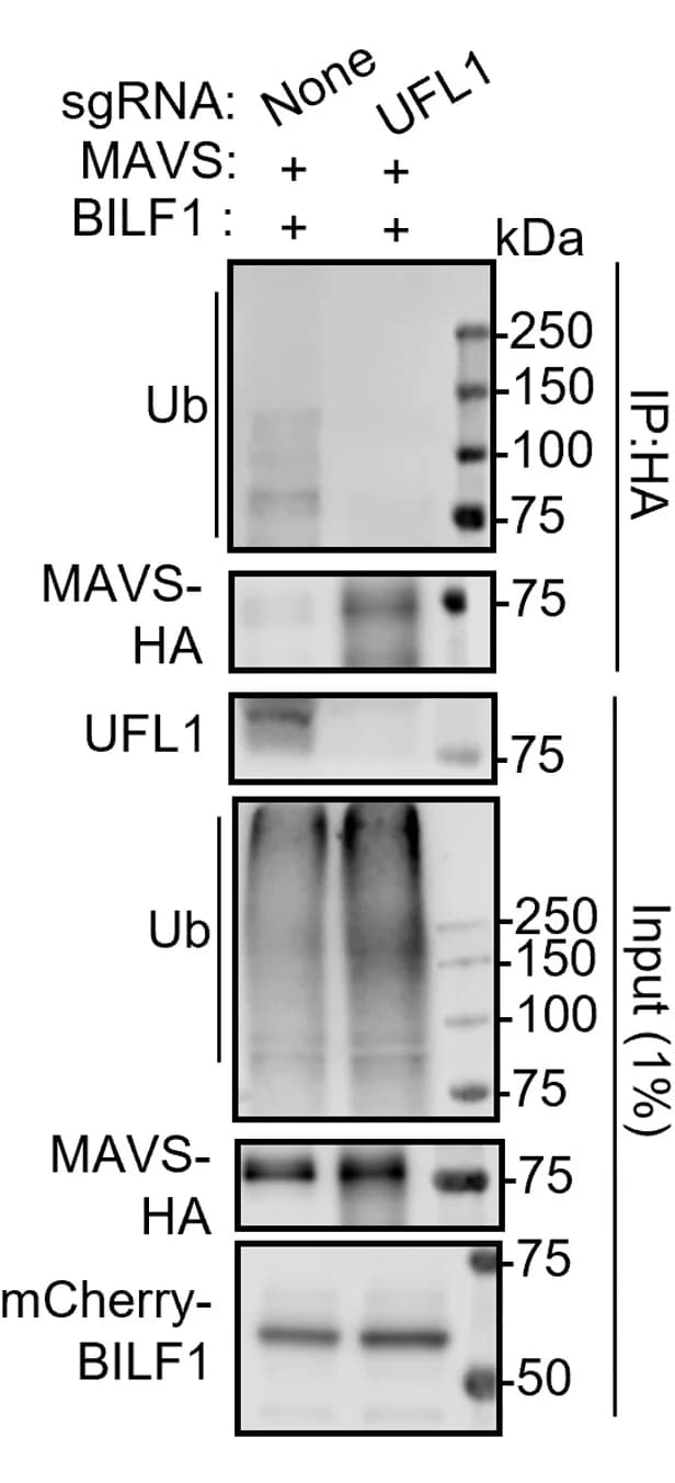 Open access visualization of Gel, Immunoblot, Anti-HA-MAVS, UFL1-KO, 293T