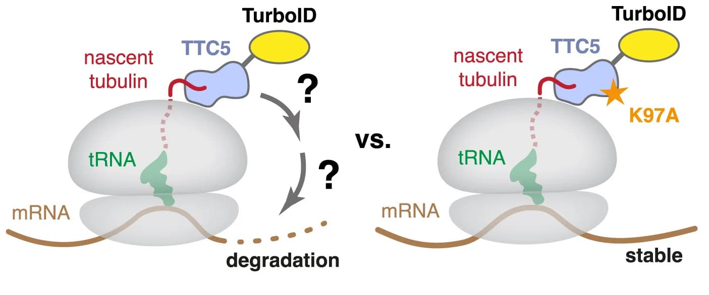 Open access visualization of Workflow, Illustration, Tubulin, Autoregulation, Ribosomes