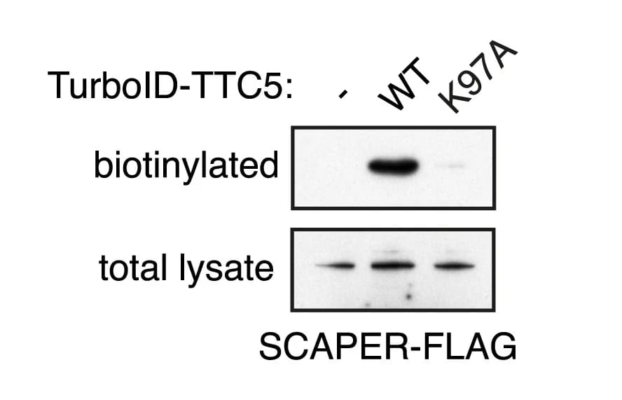 Open access visualization of Gel, Proximity Labeling, FLAG-tagged SCAPER, Cell Lines, Antibody
