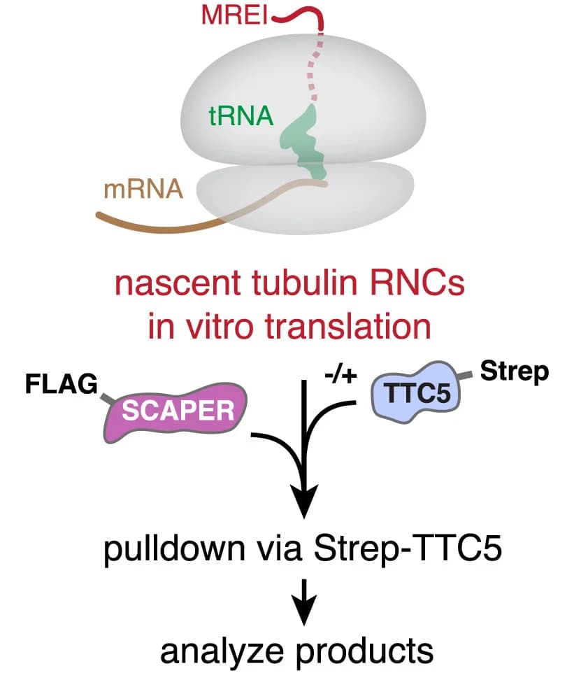 Open access visualization of Workflow, Flowchart, Illustration, SCAPER, Tubulin