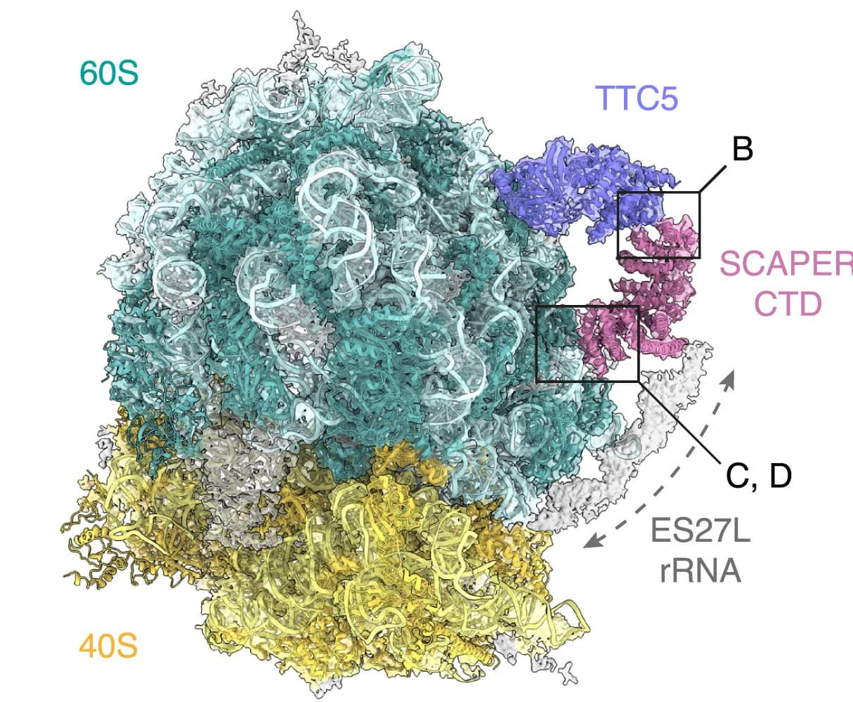 Open access visualization of Protein Structure, 3D Plot, Cryo-EM, Ribosome, Beta-tubulin