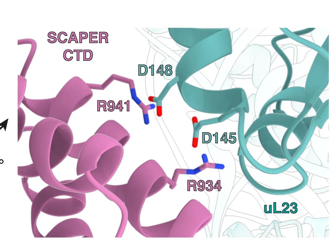 Open access visualization of Protein Structure, SCAPER, Arginine residues, Aspartate residues, Ribosomal protein uL23