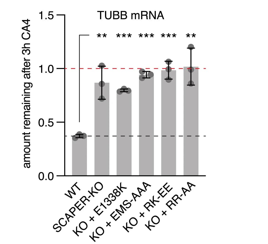 Open access visualization of Bar Plot, Error Bars, Autoregulation assay, SCAPER, Cell lines