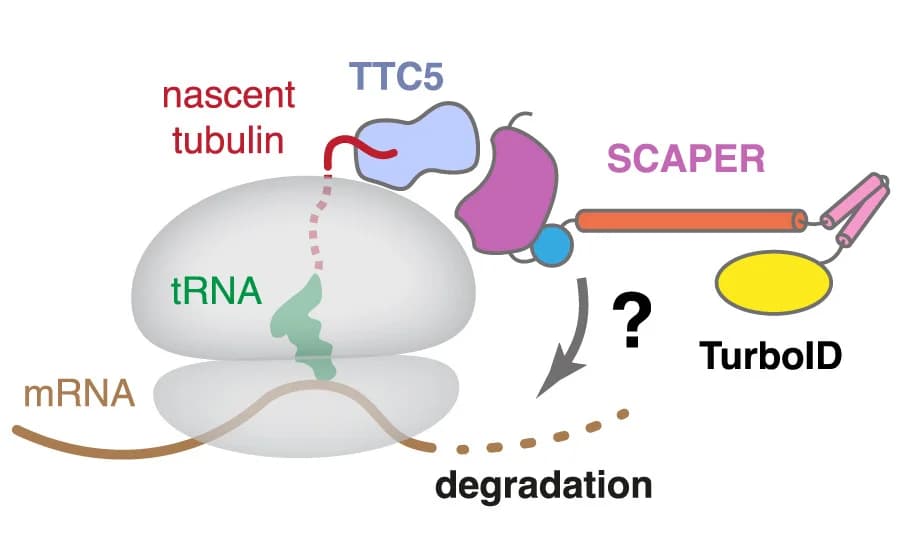 Open access visualization of Workflow, Illustration, SCAPER, Tubulin mRNA, mRNA degradation