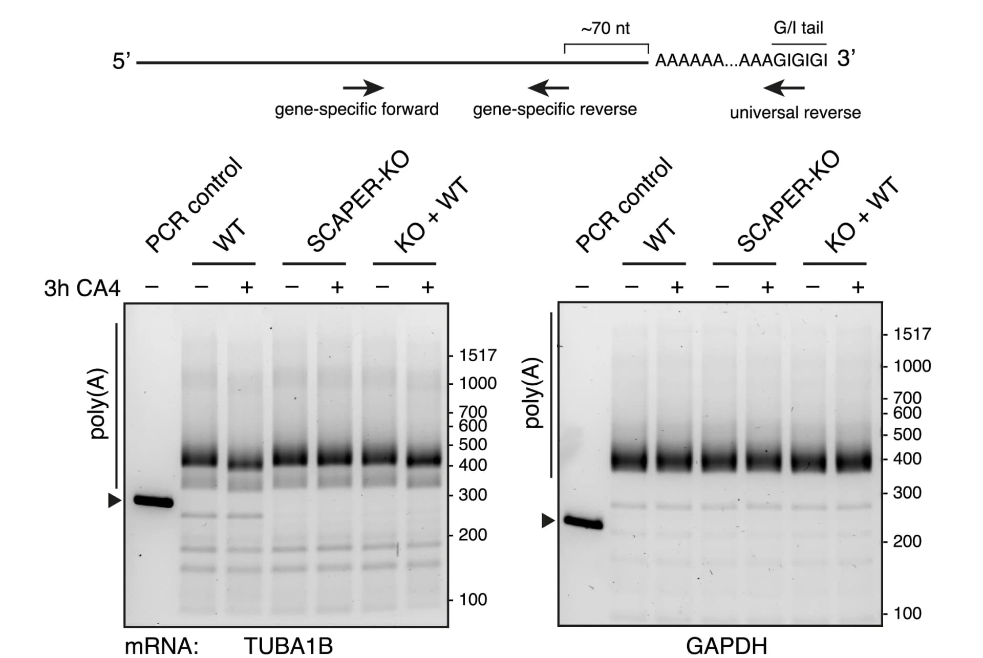 Open access visualization of Gel, Poly(A) Tail-Length Assay, RNA, HEK T-REx Cells, Combretastatin A4