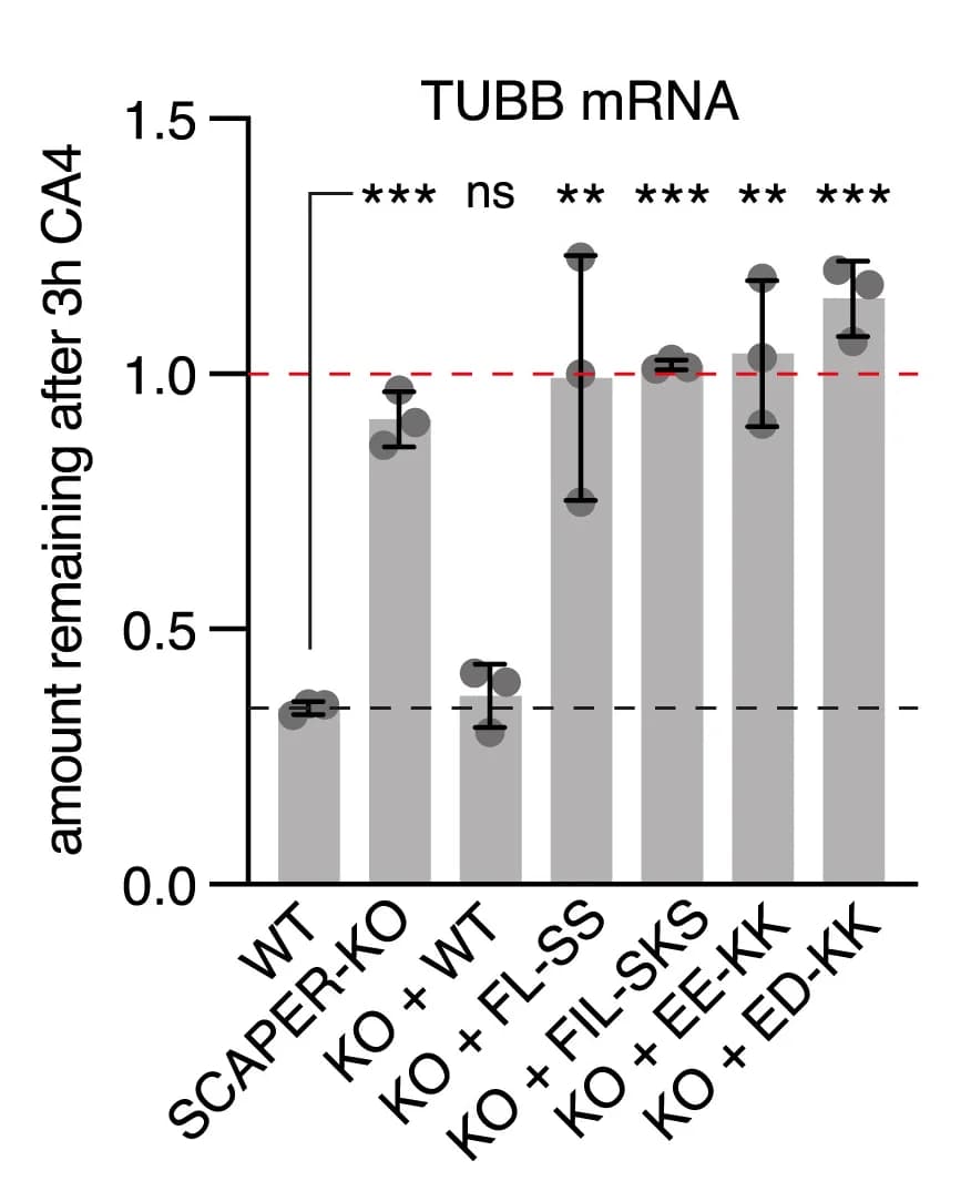 Open access visualization of Bar Plot, Error Bars, Autoregulation Assay, SCAPER Knockout, SCAPER Rescue