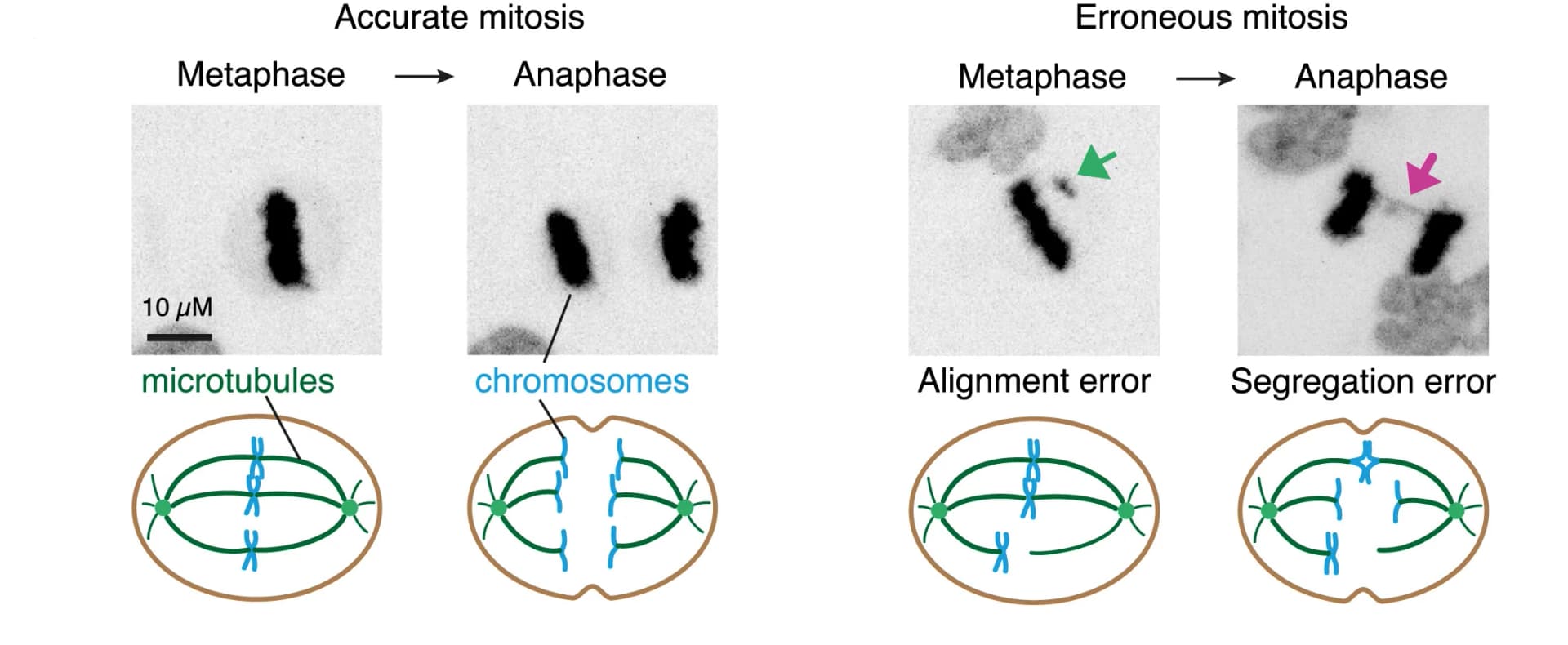 Open access visualization of Microscopy, Illustration, HeLa Cells, Mitosis, Chromosomes