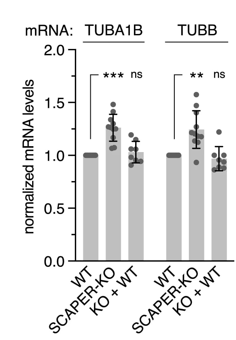 Open access visualization of Bar Plot, Error Bars, Tubulin mRNA, HEK Cells, Cell Lines