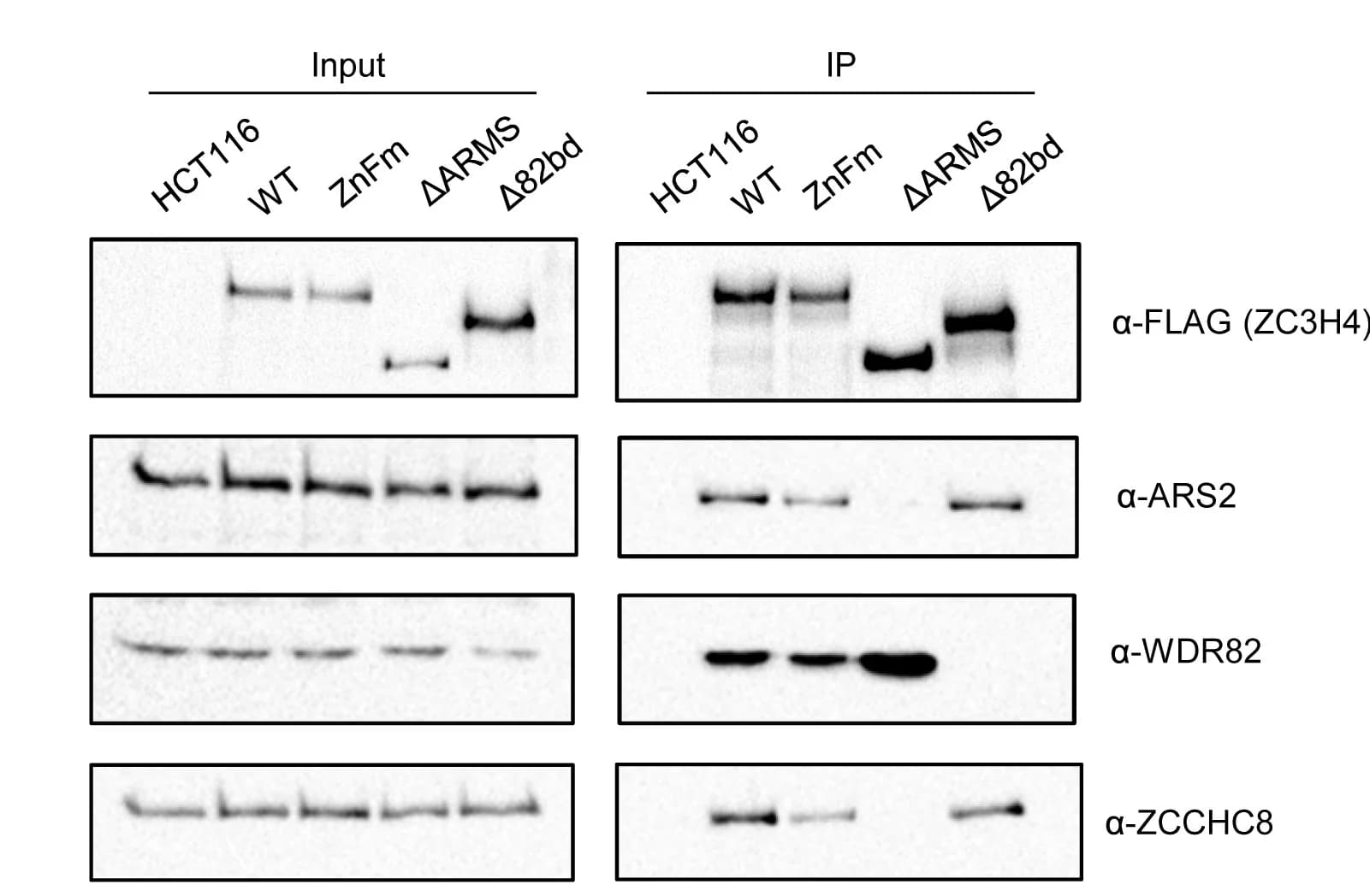 Open access visualization of Gel, Co-immunoprecipitation, FLAG-Tagged, WT, ZnFm