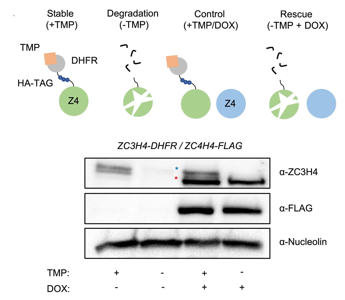 Open access visualization of Gel, Illustration, Complementation strategy, ZC3H4, DHFR