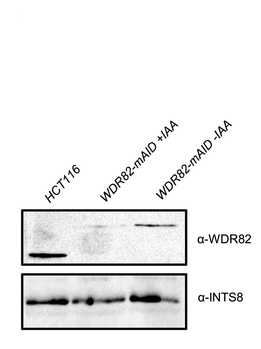 Open access visualization of Gel, Western Blot, Cell Line, HCT116 Cells, WDR82-mAID