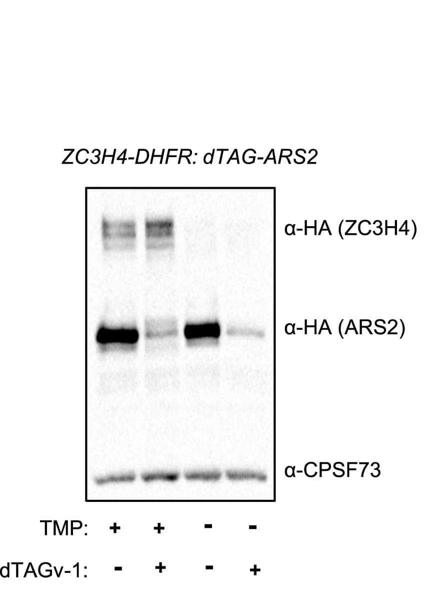 Open access visualization of Gel, Western Blot, dTAG-ARS2, ZC3H4-DHFR, Cell Line