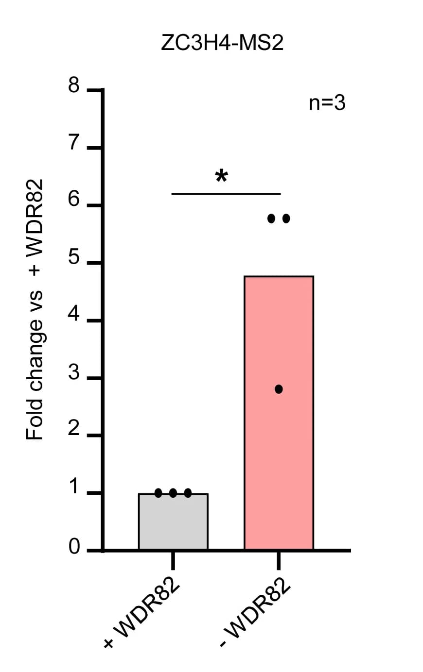 Open access visualization of Bar Plot, Error Bars, qRT-PCR, MS2 Reporter RNA, WDR82-mAID Cells