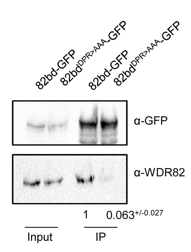 Open access visualization of Gel, GFP-TRAP, HCT116 Cells, 82bd-GFP, 82bdDPR-AAA-GFP