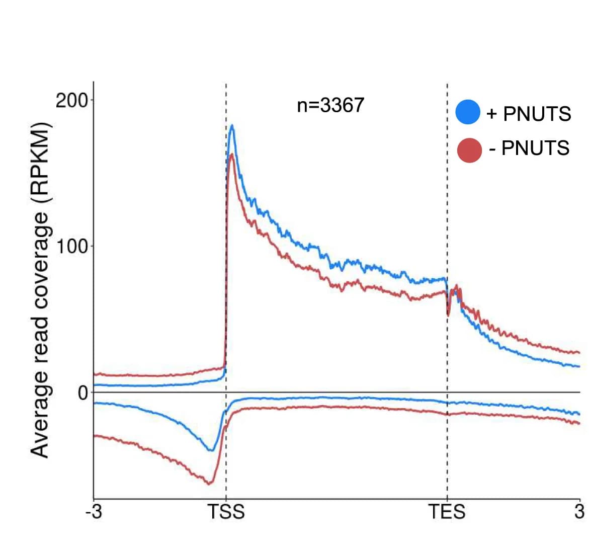 Open access visualization of Line Plot, Meta-plot, POINT-seq Signals, Protein-coding Genes, Transcription Units
