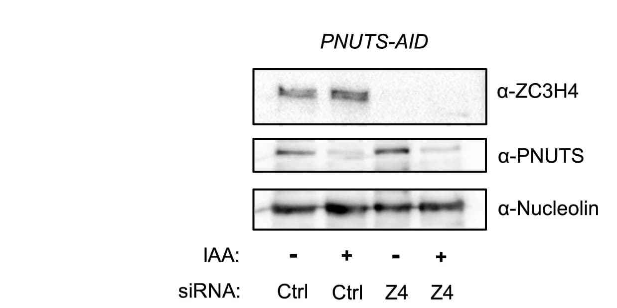 Open access visualization of Gel, Western Blot, ZC3H4, PNUTS, PNUTS-AID Cells