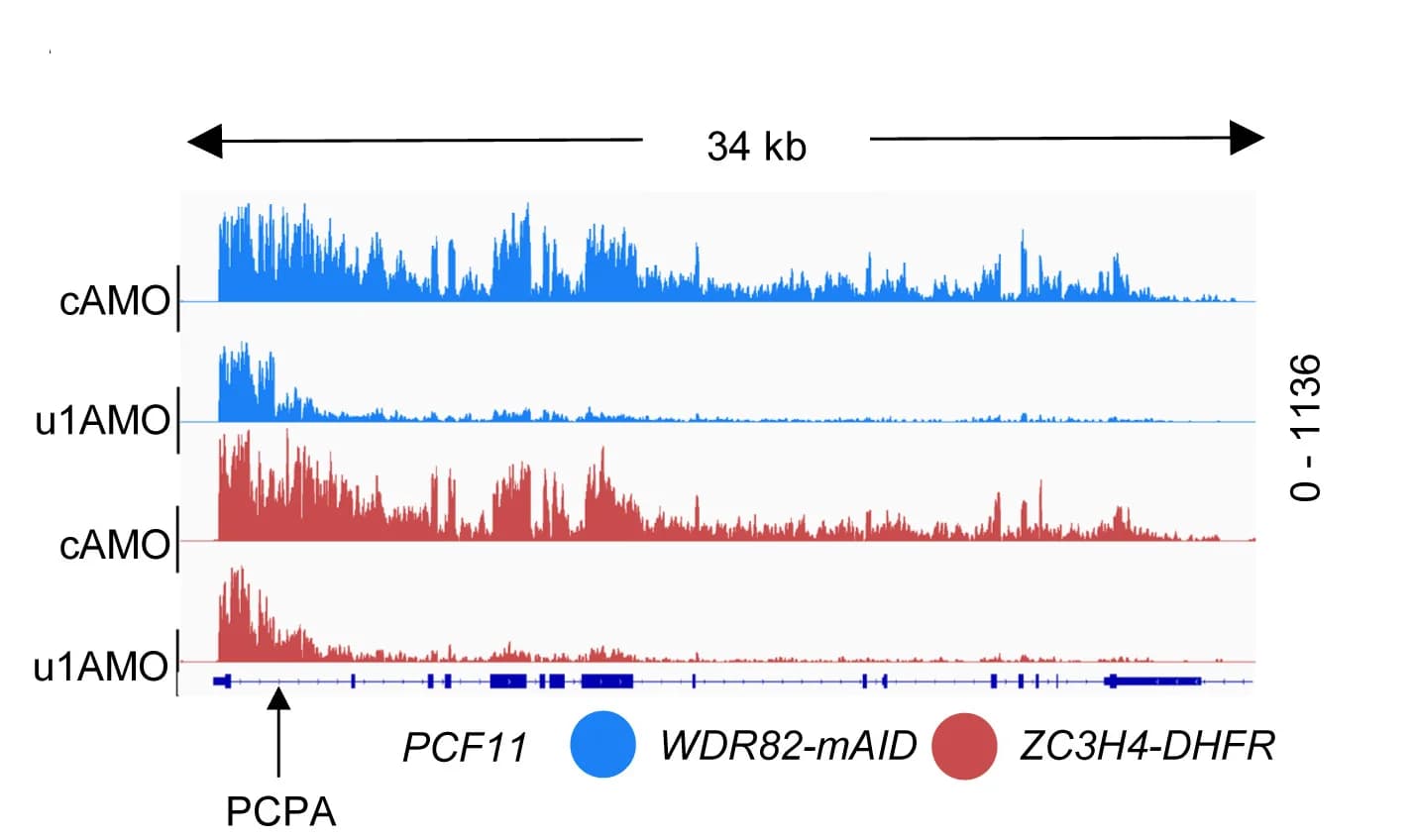 Open access visualization of Line Plot, Genome Track, PCF11, Control, U1 AMO