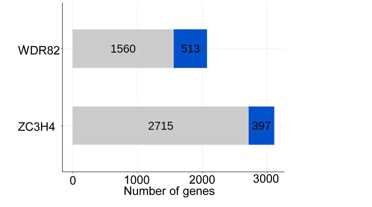 Open access visualization of Bar Plot, Stacked Bar Plot, Bar Graph, Transcripts, U1 AMO