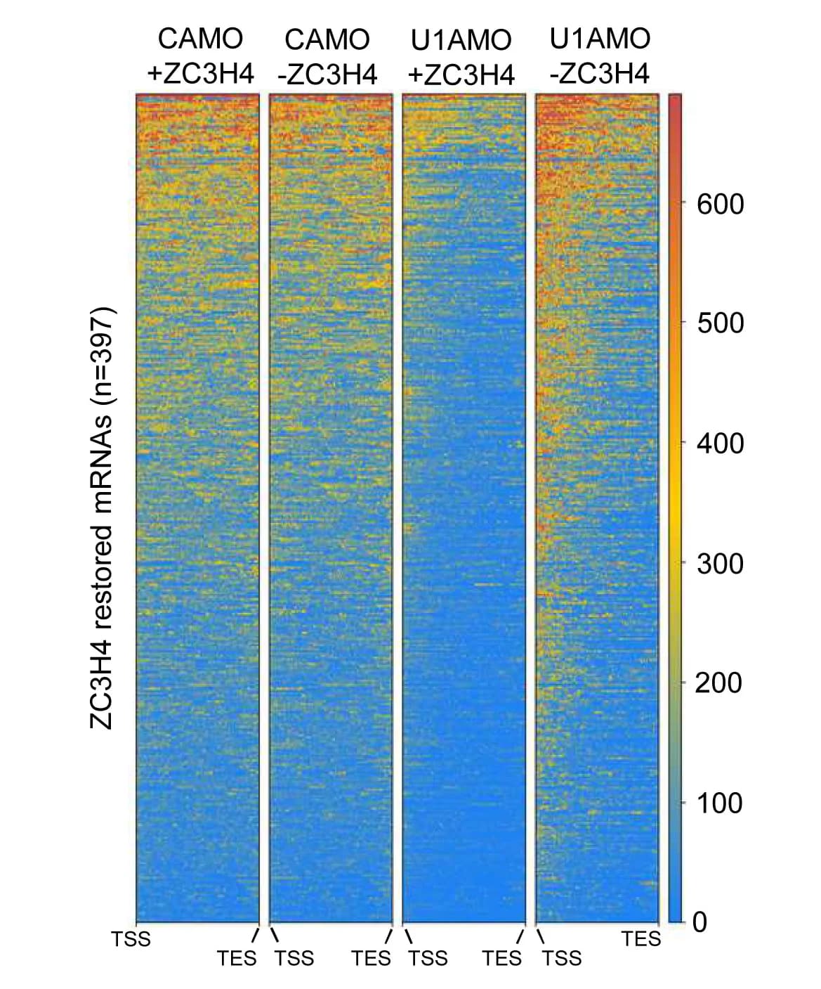 Open access visualization of Heatmap, Transcription, ZC3H4, Restored Transcripts, ZC3H4-DHFR