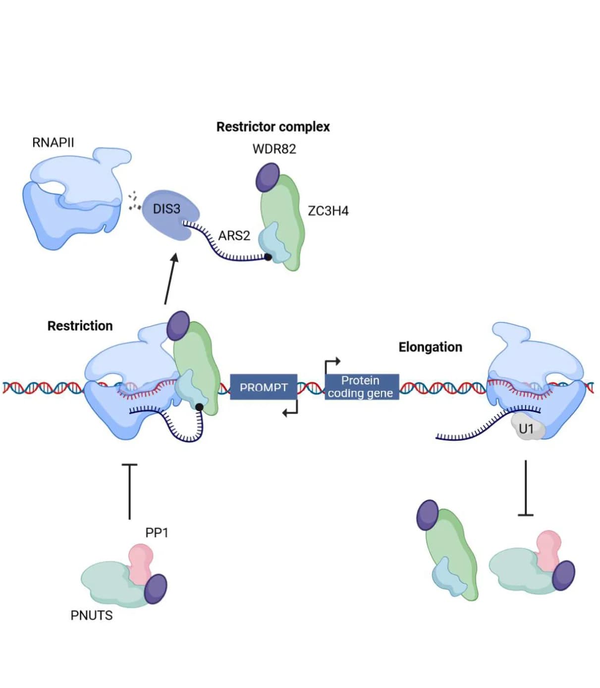 Open access visualization of Workflow, Illustration, Model, PNUTS, ZC3H4