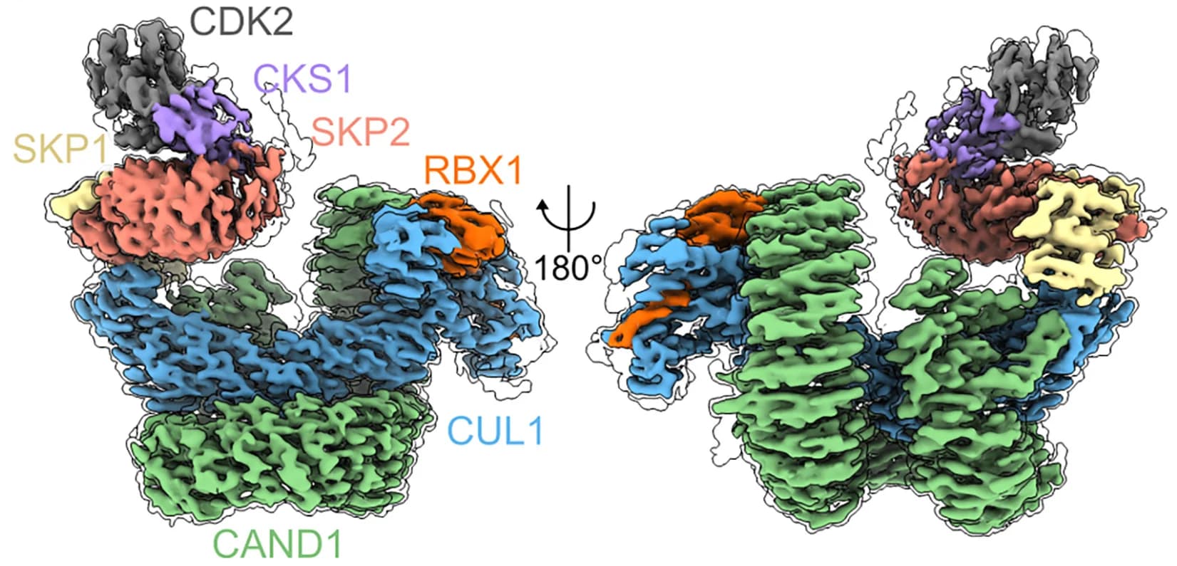 Open access visualization of Protein Structure, Cryo-EM, Density Map, Molecular Model, CAND1