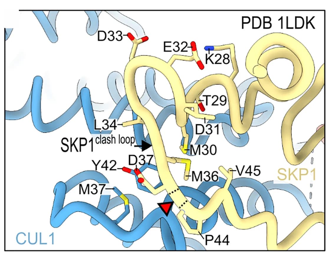 Open access visualization of Protein Structure, Chemical Structure, CUL1, RBX1, SKP1