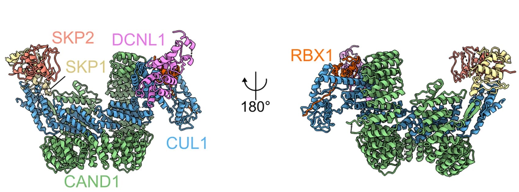Open access visualization of Protein Structure, Ribbon Representation, CAND1-SCF-DCNL1 Complex